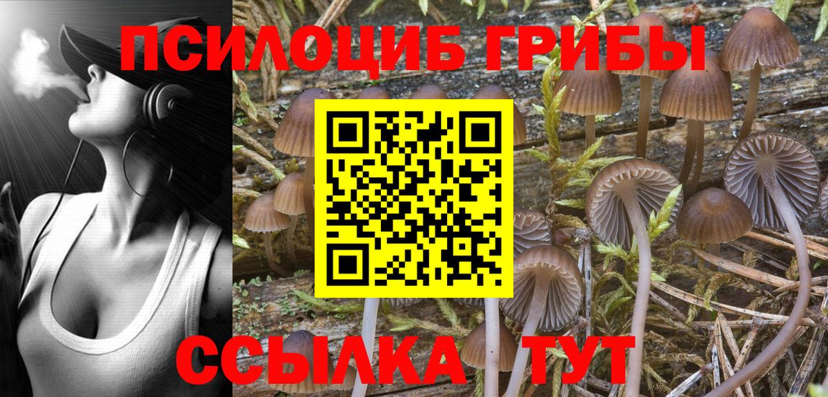 Псилоцибиновые грибы Psilocybine cubensis Черняховск